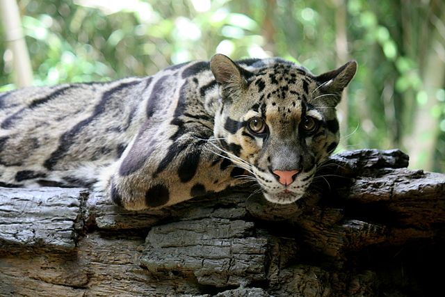 Borneo Lowland Rainforests | One Earth